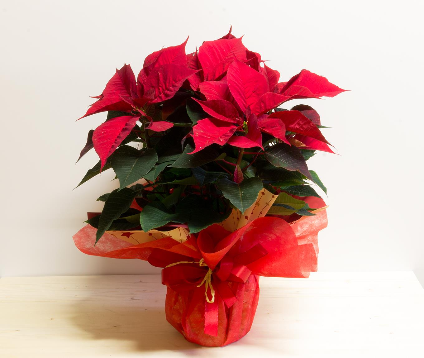 Stella di Natale Rossa Poinsettia in vaso, regalo o decorazione natalizia