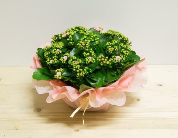 Kalancoa Rosa