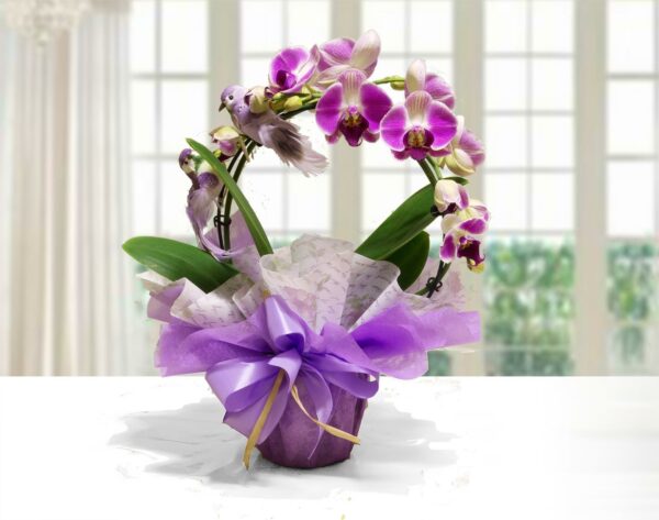 Orchidea Arco Rosa