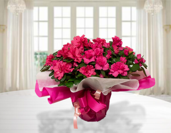 Pianta di Azalea fucsia