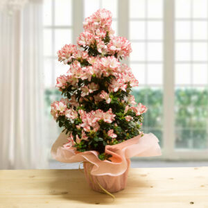 Azalea Piramide