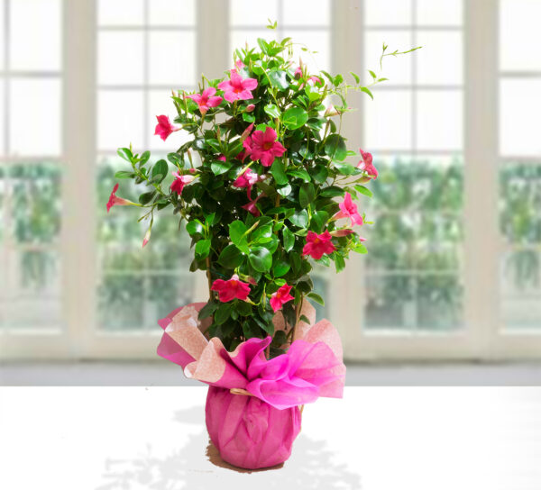 Dipladenia Rosa