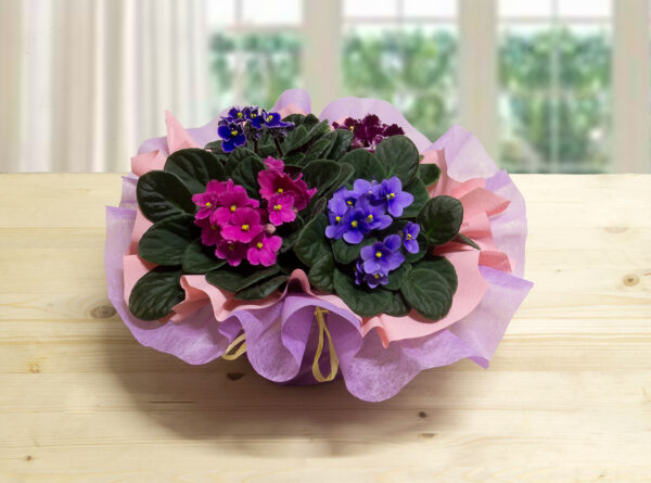 Violette