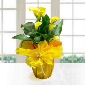 Calla gialla