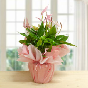 Pianta di Anthurium Rosa