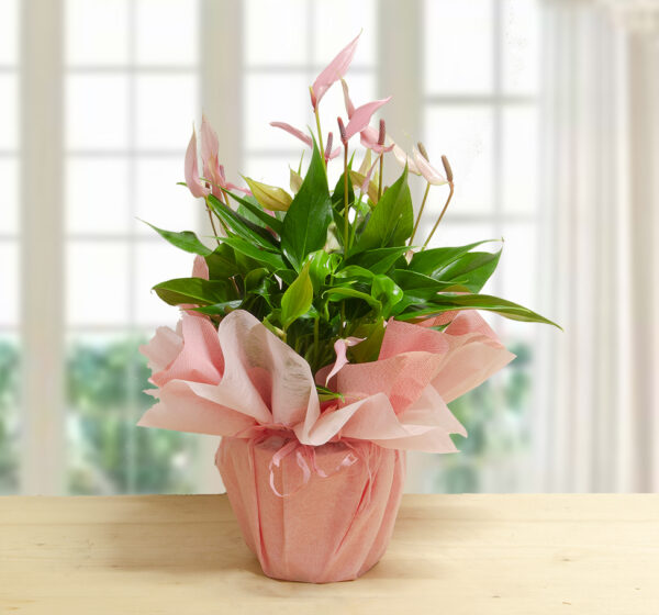Pianta di Anthurium Rosa