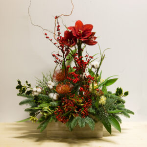 Centrotavola Christmas Deluxe in cassetta di legno con Amaryllis rossi, bacche, cotone naturale, abete e Protea esotica.