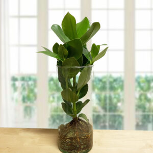 Elegante Clusia rosea con foglie verde scuro, coltivata in idrocoltura in vaso di vetro cilindrico su base di legno.