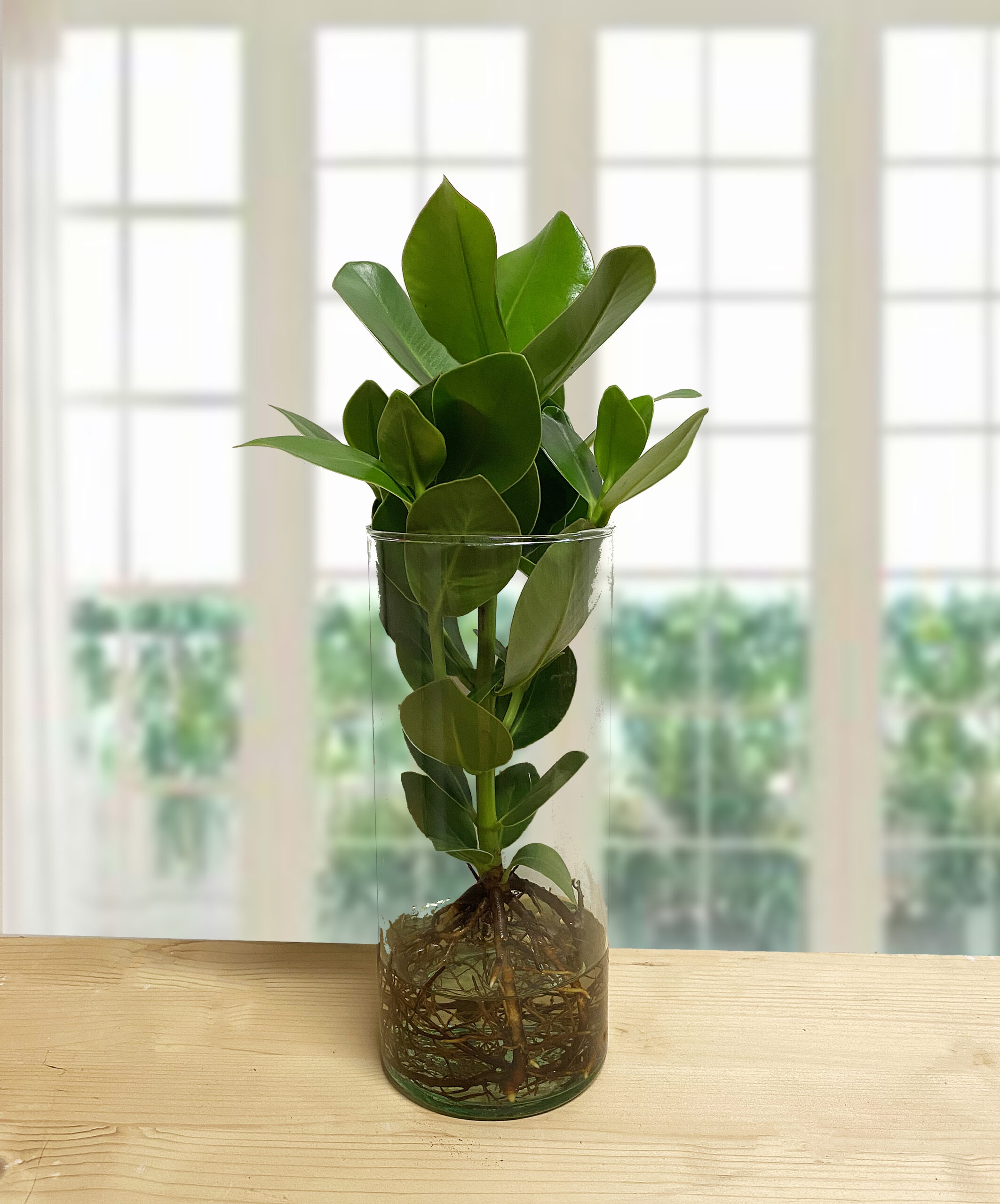 Clusia in Idrocoltura