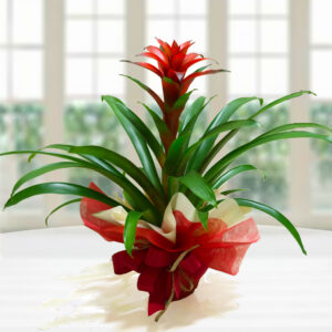Guzmania Rossa in vaso, con foglie verdi e infiorescenza rossa, confezionata per regalo.