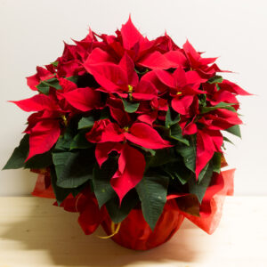 Grande pianta di Stella di Natale (Poinsettia) con foglie rosse brillanti e verdi scure, avvolta in carta regalo rossa.