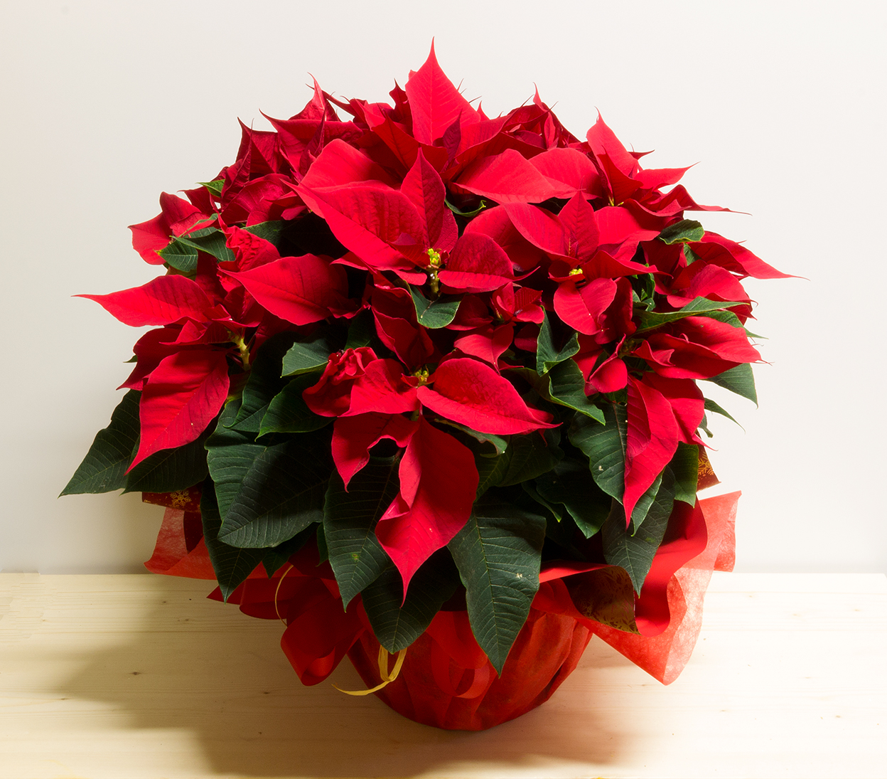 Grande pianta di Stella di Natale (Poinsettia) con foglie rosse brillanti e verdi scure, avvolta in carta regalo rossa.
