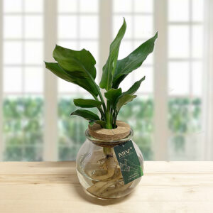 Strelitzia in idroponica con radici visibili in vaso di vetro trasparente su tavolo di legno. Ideale per arredo moderno e cura facile.