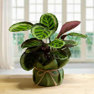 Calathea pianta da interno con foglie scenografiche, confezionata in juta verde naturale con fiocco di spago,