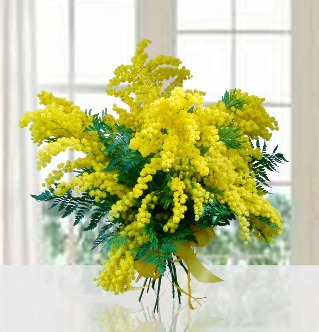 Un rigoglioso mazzo di mimosa gialla fresca appoggiato su un tavolo di legno chiaro, con sfondo sfocato di una finestra luminosa.