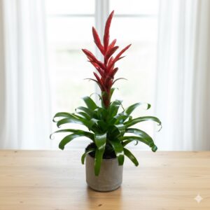 Pianta di Bromelia Vriesea con infiorescenza rossa a forma di spada in un vaso grigio decorato, posizionata su un tavolo in legno chiaro davanti a una finestra luminosa e sfocata.