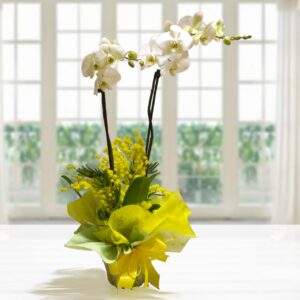 Pianta di orchidea Phalaenopsis bianca con base decorata da mimosa gialla, confezionata con carta gialla e fiocco di raso.