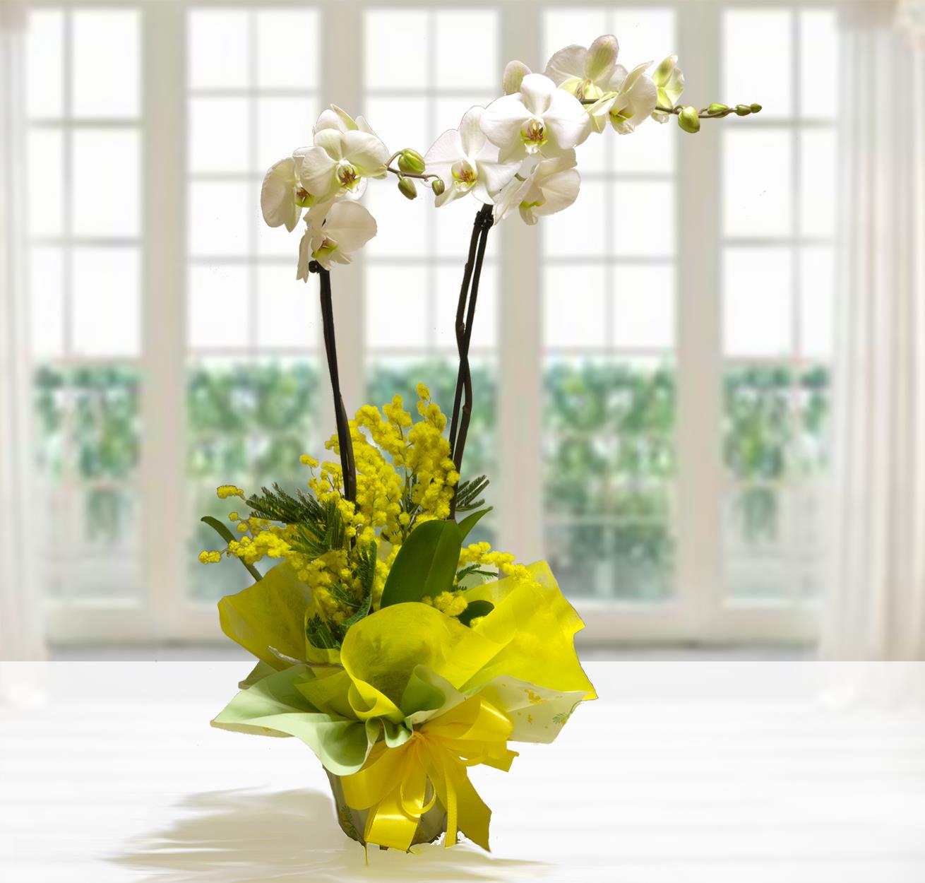 Pianta di orchidea Phalaenopsis bianca con base decorata da mimosa gialla, confezionata con carta gialla e fiocco di raso.