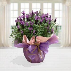 Pianta di Lavanda Inglese in fiore con spighe viola intenso, presentata in una confezione regalo artigianale con carta lilla e un elegante fiocco coordinato su sfondo luminoso.