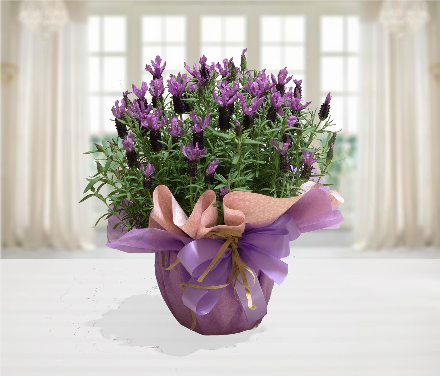 Pianta di Lavanda Inglese in fiore con spighe viola intenso, presentata in una confezione regalo artigianale con carta lilla e un elegante fiocco coordinato su sfondo luminoso.