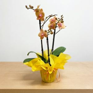Fotografia in studio di una pianta d'orchidea Phalaenopsis gialla (con sfumature pesca e labello rosa) con più steli fiorali, confezionata in un vaso avvolto in carta gialla brillante e nastro arancione, posizionata su un tavolo in legno chiaro con sfondo bianco.