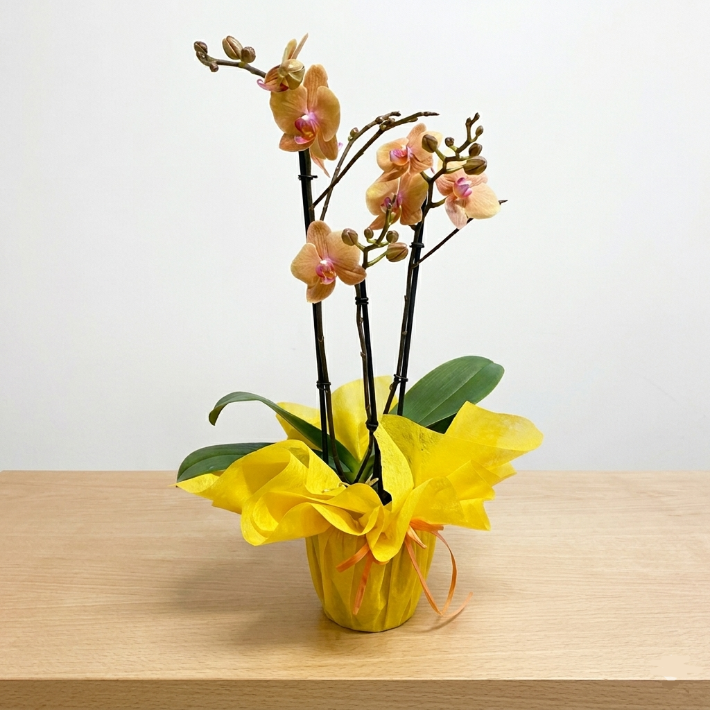 Fotografia in studio di una pianta d'orchidea Phalaenopsis gialla (con sfumature pesca e labello rosa) con più steli fiorali, confezionata in un vaso avvolto in carta gialla brillante e nastro arancione, posizionata su un tavolo in legno chiaro con sfondo bianco.