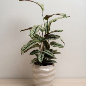 Calathea Whitestar con fogliame striato in vaso di ceramica bianca ondulata davanti a una finestra.