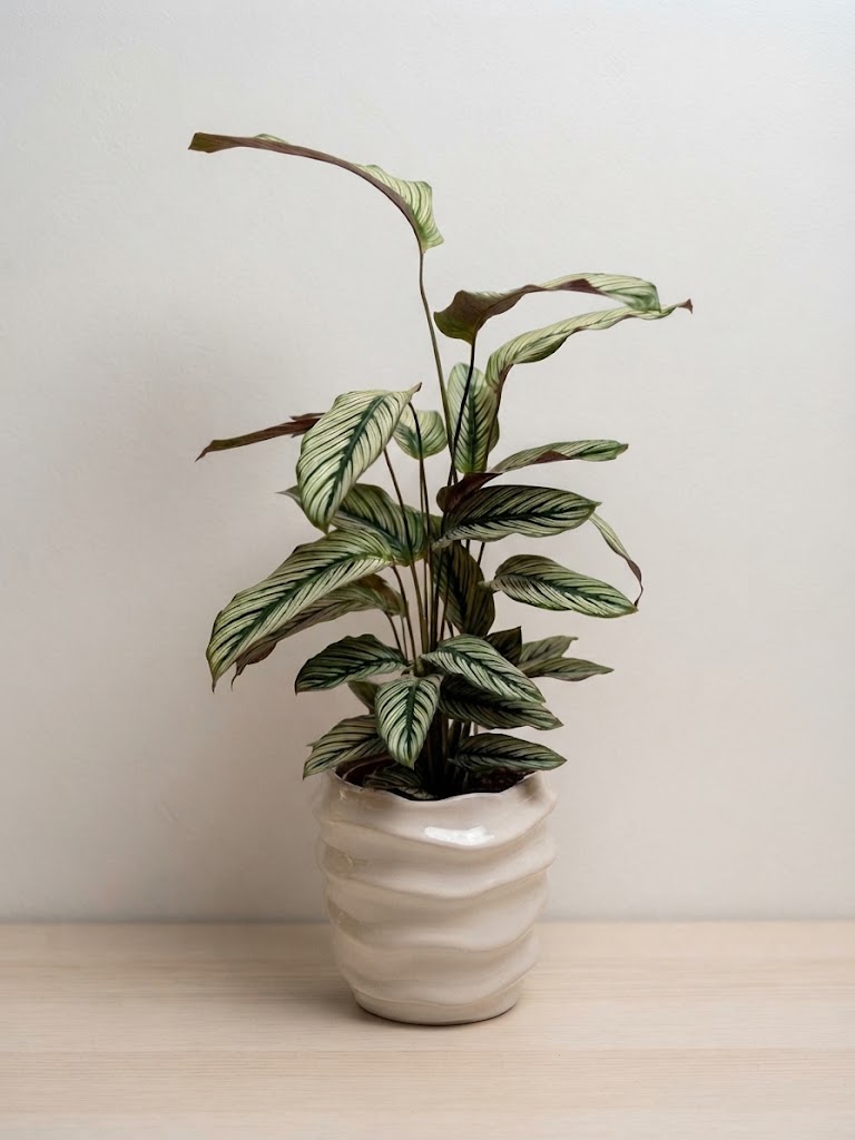 Calathea Whitestar con fogliame striato in vaso di ceramica bianca ondulata davanti a una finestra.