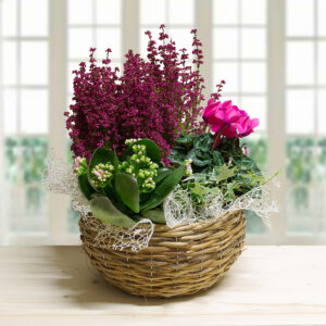 Cestino di piante autunnali miste con erica magenta, ciclamini rosa, kalanchoe e edera, decorato con rete di sisal bianca e contenuto in un cesto di vimini rotondo su un tavolo di legno chiaro, con sfondo sfocato di finestra.