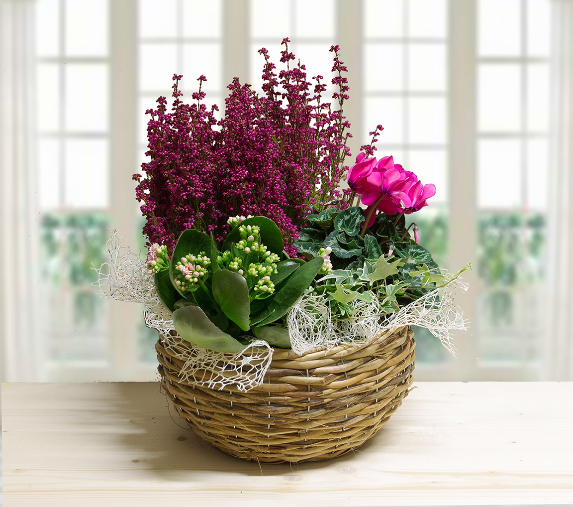 Cestino di piante autunnali miste con erica magenta, ciclamini rosa, kalanchoe e edera, decorato con rete di sisal bianca e contenuto in un cesto di vimini rotondo su un tavolo di legno chiaro, con sfondo sfocato di finestra.