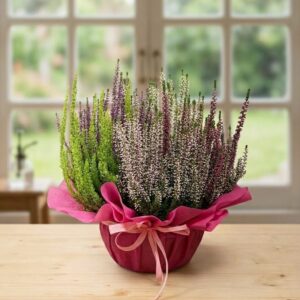 Una ciotola di erica colorata (verde, viola, lavanda-rosa) in un vaso decorativo avvolto in carta fucsia e nastro, posizionata su un tavolo di legno davanti a una finestra sul giardino.