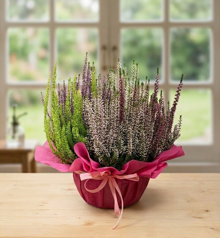 Una ciotola di erica colorata (verde, viola, lavanda-rosa) in un vaso decorativo avvolto in carta fucsia e nastro, posizionata su un tavolo di legno davanti a una finestra sul giardino.