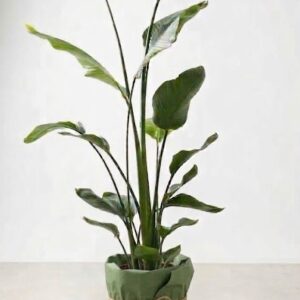 Pianta d'appartamento Strelitzia Nicolai gigante in vaso avvolto da carta decorativa verde e spago di iuta su sfondo bianco.