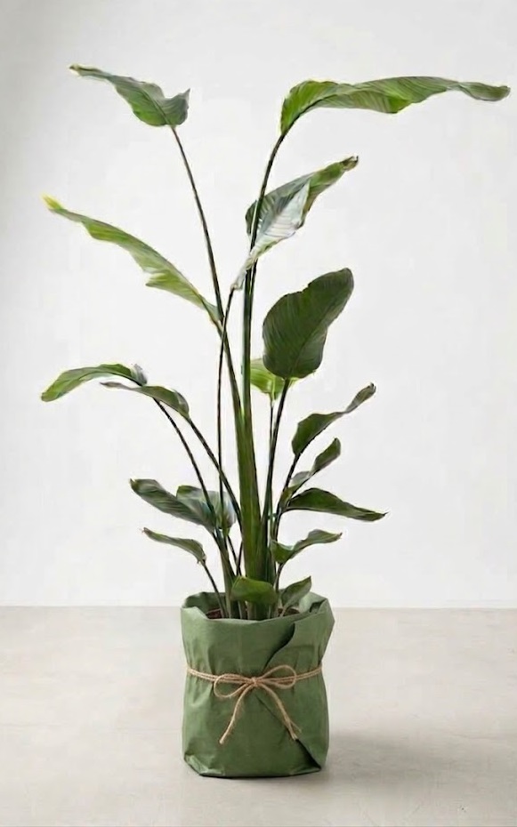 Pianta d'appartamento Strelitzia Nicolai gigante in vaso avvolto da carta decorativa verde e spago di iuta su sfondo bianco.